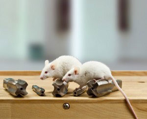 Mäuse auf Gewindeschneider