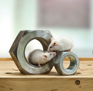 Mäuse in Muttern