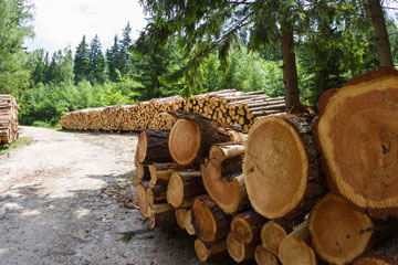 Das Schwinden und Quellen von Holz
