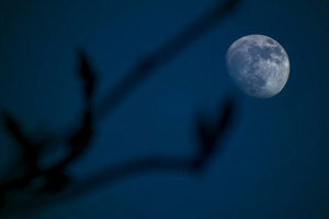 Mond hinter Ast